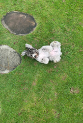 Gray teacup poodle playing on the park ground