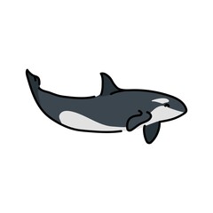 Killer whale color line illustration. Marine mammals.