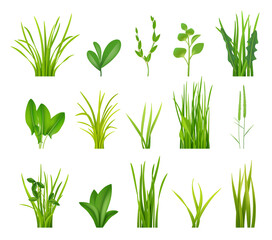 Fototapeta na wymiar Green bushes. Realistic grass illustrations garden botanical decoration decent vector bushes collection
