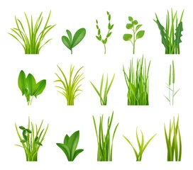 Fotobehang Groene struiken. Realistische grasillustraties tuin botanische decoratie fatsoenlijke vector struiken collectie © ONYXprj