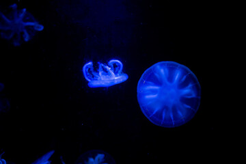 jellyfish at aquarium, dangerous animals
