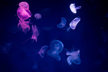 Fototapeta na wymiar jellyfish at aquarium, dangerous animals 