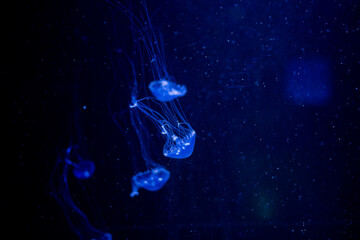 Obraz na płótnie Canvas jellyfish at aquarium, dangerous animals 