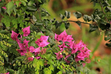 Montego Bay, Jamaica