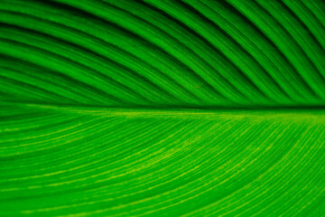 green leaves wall background, leaf wall nature background
