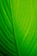 Naklejka premium green leaves wall background, leaf wall nature background 