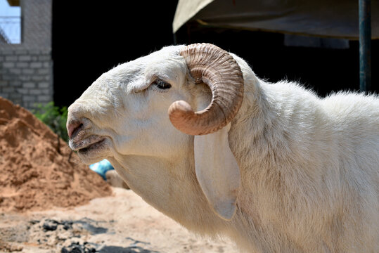 Un b&eacute;lier dans la ville de Dakar avant le sacrifice islamique de la Tabaski