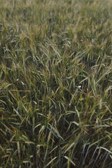 texture of wheat crops growing in the field
