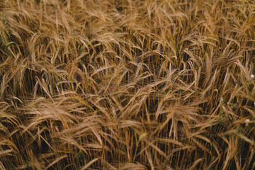 texture of wheat crops growing in the field