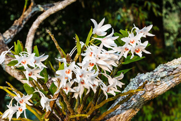 dendrobium draconis Rchb.f. Beautiful rare wild orchids in tropical forest of Thailand. - obrazy, fototapety, plakaty