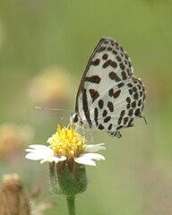 Fototapeta na wymiar small butterfly