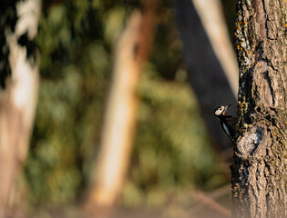 Woodpecker poking its head out from behind the tree trunk.