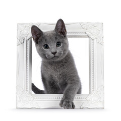 Excellent typed Russian Blue cat kitten, standing through white picture frame. Looking straight to camera with green eyes. isolated on a white background.