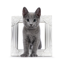 Excellent typed Russian Blue cat kitten, standing through white picture frame. Looking straight to camera with green eyes. isolated on a white background.