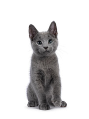 Excellent typed Russian Blue cat kitten, sitting up facing front. Looking straight to camera with green eyes. isolated on a white background.