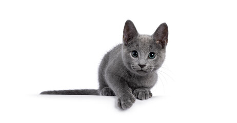 Excellent typed Russian Blue cat kitten, laying on edge ready to catch something. Looking straight...