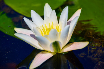 White lotus with yellow pollen on surface of pond