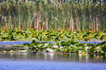 White lotus with yellow pollen on surface of pond