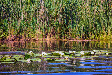 White lotus with yellow pollen on surface of pond