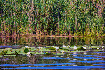 White lotus with yellow pollen on surface of pond