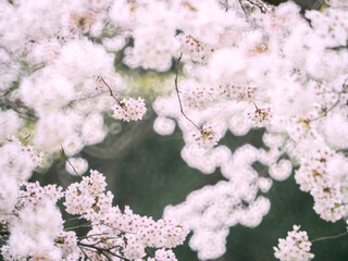 櫻図 sakurazu
