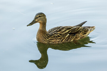 female mallard swims in the water, with reflection on the water