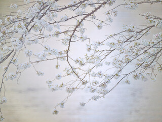 櫻図 sakurazu
