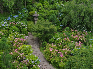 紫陽花寺の紫陽花