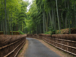 竹の小径
