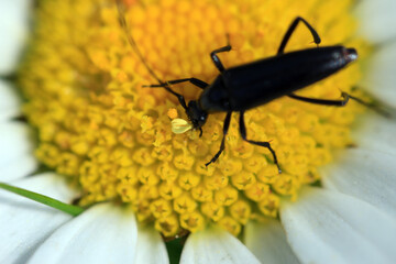 Bug Still Alive while a The Laboulbeniales order of Fungi also known by name Beetle Hangers affected its Body - Visible Fungi Pores out of Its Eyes (like a flower yellow object)