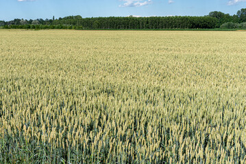 Green wheat field in spring with poplar trees in the background in the Po valley in the province of Cuneo, Italy