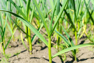 Green garlic in the garden in the countryside in summer in dry sunny weather.