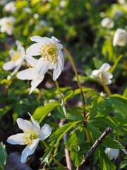 Wild spring flowers. Bright white flowers of anemone oakwood (Anemone nemorosa) against the background of green leaves. Leningrad region, Russia