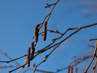 Branches of a spring tree with buds against a clear blue sky. Leningrad region, Russia