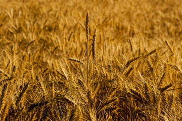 Wheat field before the summer harvest, photography of fields golden in the afternoon sun, cereals in short supply after the war in Ukraine.