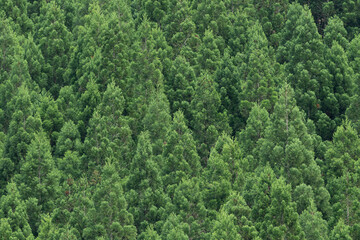 Obraz premium 杉の森