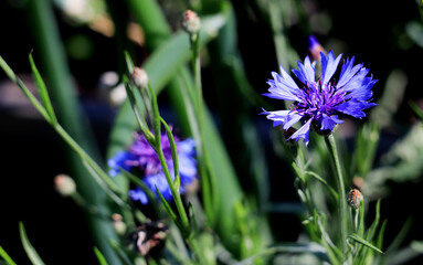 Bush of cornflower flowers growing in a scattered garden