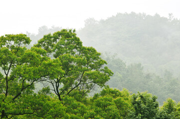  fog in the mountains