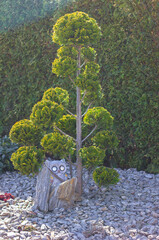 Landscaping garden and park decor owl near a beautiful well-groomed tree and hedge, selective focus