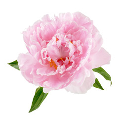 Peony flower isolated. Peony flower bud on white background. © Tatyana Sidyukova