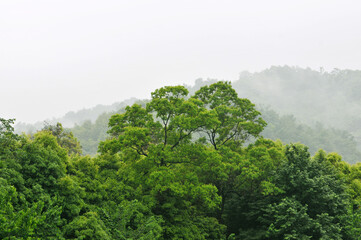 Obraz na płótnie Canvas fog in the mountains