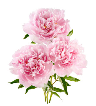 Peonies isolated. Peony flower buds on white background.