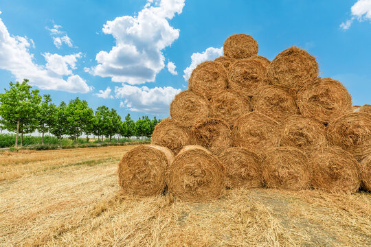 Straw bales in a wheat field. Straw bales stacked in farm field after wheat harvest. Wheat straw can be used as fuel, as animal feed and as raw material for paper.