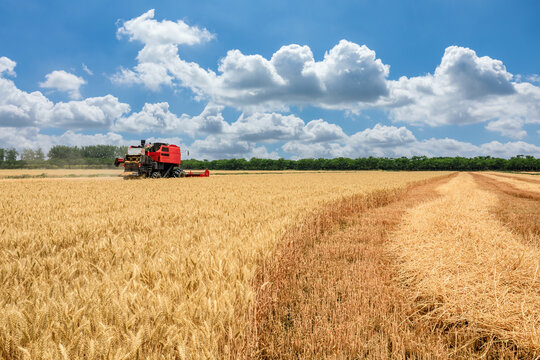 Combine harvester harvests ripe wheat. agricultural scene. Farm wheat field in harvest season.
