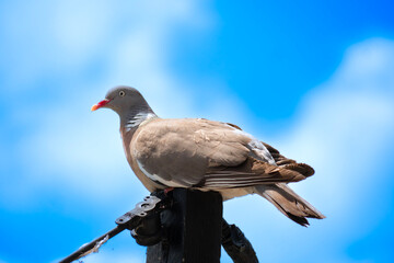 pigeon