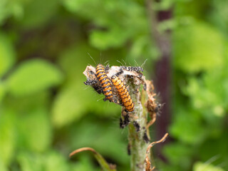 cannibalism among the caterpillars of the Cinnabar butterfly