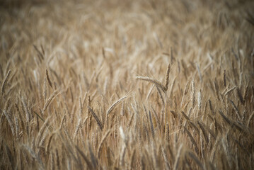 closeup of wheat field background