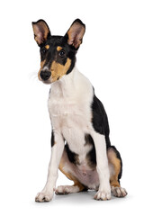 Naklejka na ściany i meble Cute young Smooth Collie dog, sitting up side ways. Looking towards camera. Isolated on a white background.