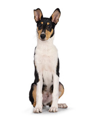 Naklejka na ściany i meble Cute young Smooth Collie dog, sitting up facing front. Looking towards camera. Isolated on a white background.