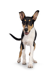 Naklejka na ściany i meble Cute young Smooth Collie dog, walking towards lens. Looking towards camera. Isolated on a white background.